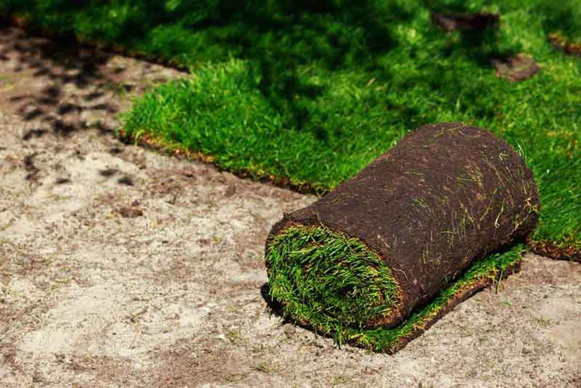 Sod installation